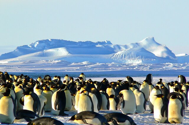 Виды пингвинов - фото, названия и описание