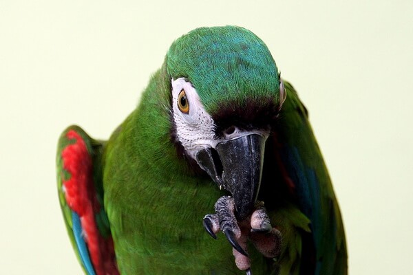 Виды попугаев ара с фото и описанием - Каштановолобый ара