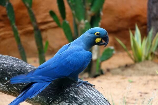 Виды попугаев ара с фото и описанием - Малый гиацинтовый ара