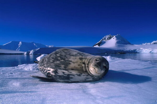 Виды тюленей с фото и описанием - Тюлень Уэдделла
