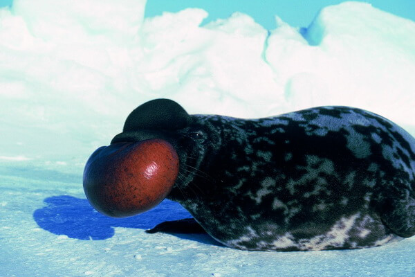 Виды тюленей с фото и описанием - Хохлач