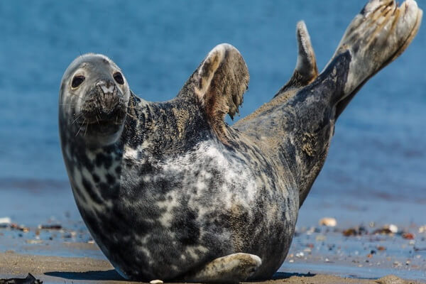 Виды тюленей с фото и описанием - Кольчатая нерпа (акиба)