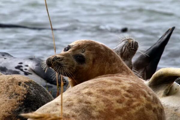 Виды тюленей с фото и описанием - Каспийская нерпа