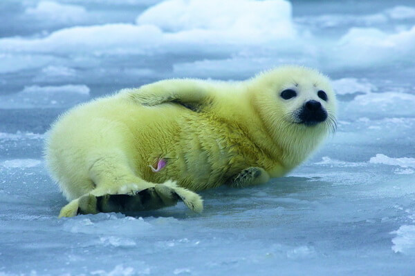 Виды тюленей с фото и описанием - Детёныш гренландского тюленя