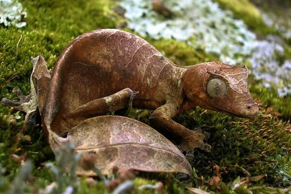 Виды ящериц с фото и описанием - Фантастический листохвостый геккон
