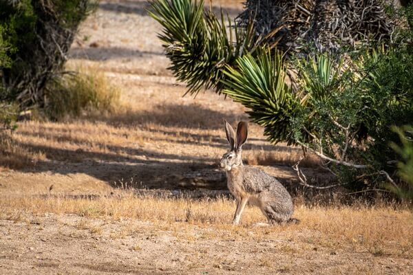 Виды зайцев с фото и описанием - Антилоповый заяц