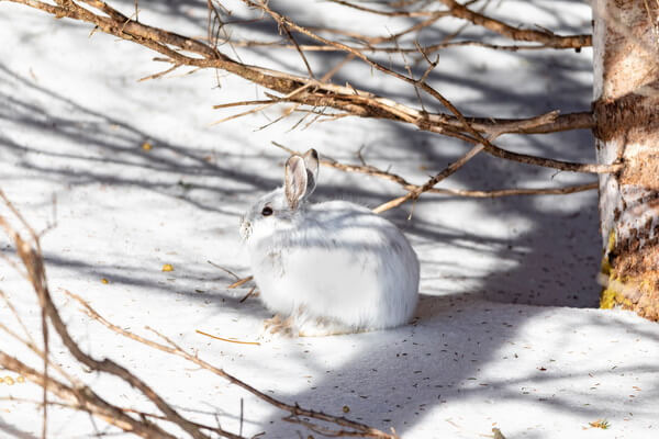 Виды зайцев с фото и описанием - Американский беляк