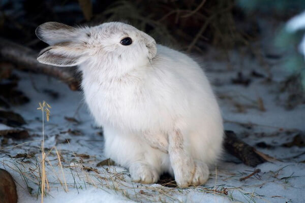 Виды зайцев с фото и описанием - Аляскинский заяц