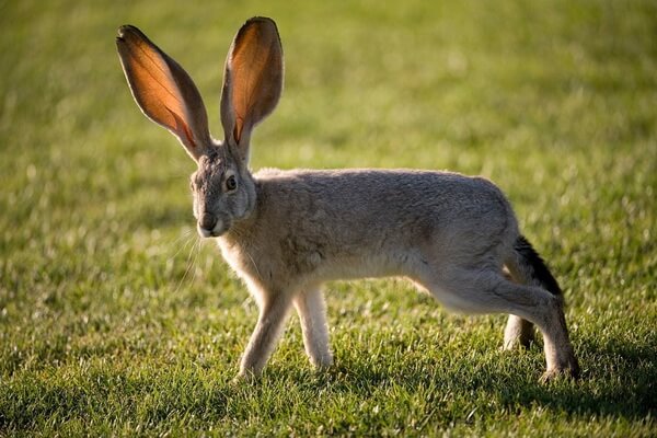 Виды зайцев с фото и описанием - Чернохвостый или калифорнийский заяц