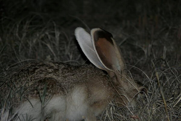 Виды зайцев с фото и описанием - Белобокий заяц