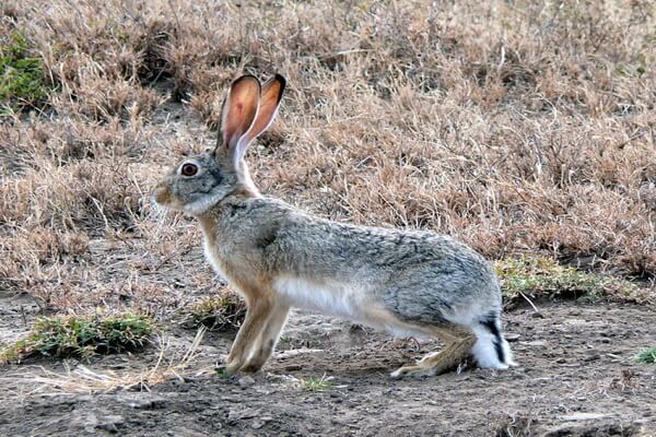 Виды зайцев с фото и описанием - Капский заяц