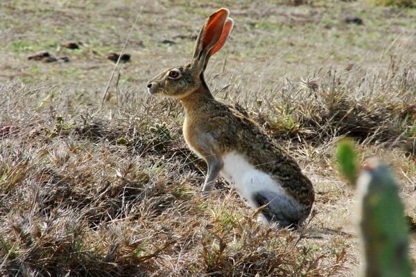 Виды зайцев с фото и описанием - Желтоватый заяц