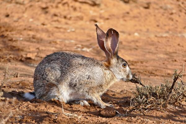 Виды зайцев с фото и описанием - Кустарниковый заяц