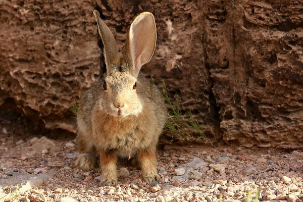 Виды зайцев с фото и описанием - Заяц-песчаник