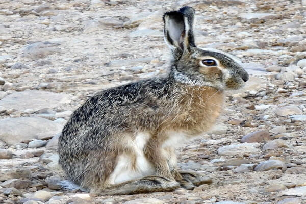 Виды зайцев с фото и описанием - Ракитниковый заяц