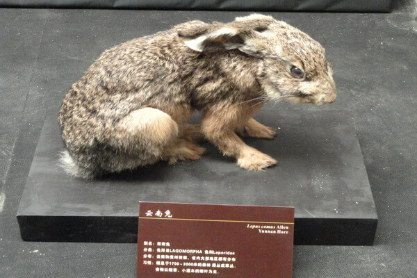 Виды зайцев с фото и описанием - Юньнаньский заяц