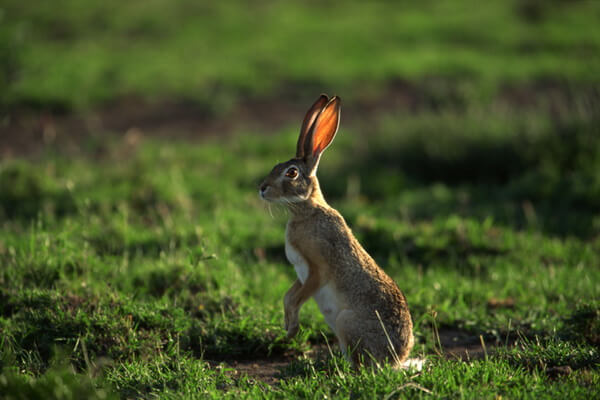 Виды зайцев с фото и описанием - Корейский заяц