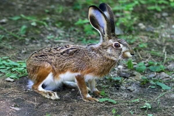 Виды зайцев с фото и описанием - Иберийский заяц