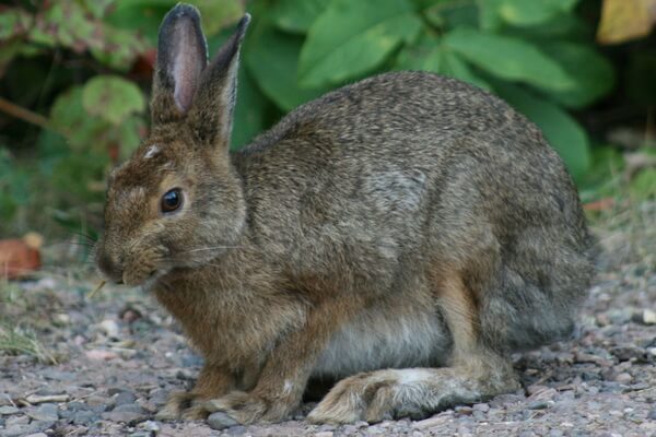 Виды зайцев с фото и описанием - Маньчжурский заяц