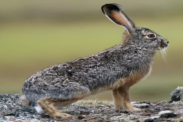 Виды зайцев с фото и описанием - Заяц Штарка