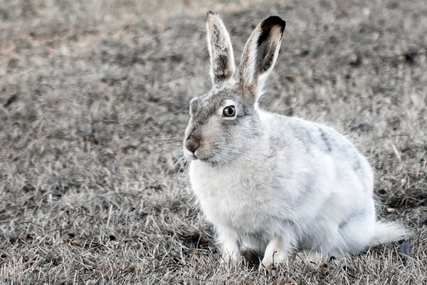 Виды зайцев с фото и описанием - Белохвостый заяц