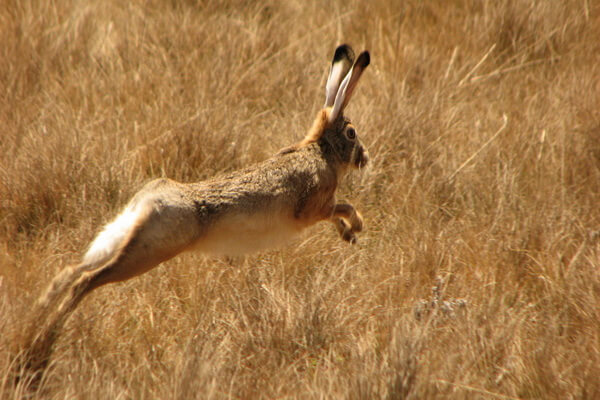 Виды зайцев с фото и описанием - Эфиопский заяц