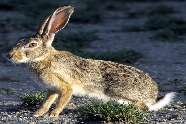 Виды зайцев с фото и описанием - Африканский саванный заяц