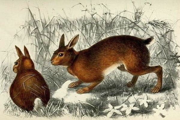 Виды зайцев с фото и описанием - Хайнаньский заяц