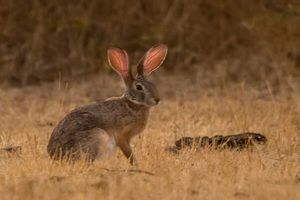 Виды зайцев с фото и описанием - Темношеий заяц