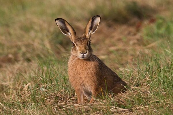 Виды зайцев с фото и описанием - Китайский заяц