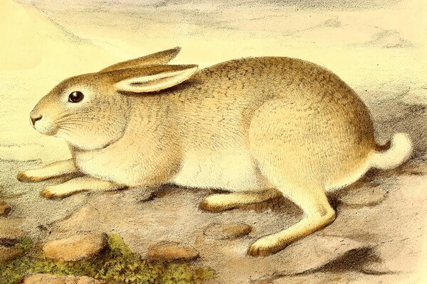 Виды зайцев с фото и описанием - Яркендский заяц