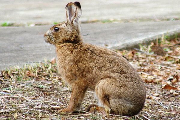 Виды зайцев с фото и описанием - Японский заяц