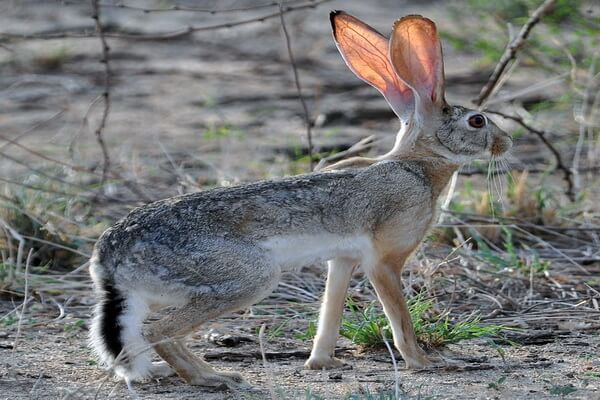 Виды зайцев с фото и описанием - Абиссинский заяц