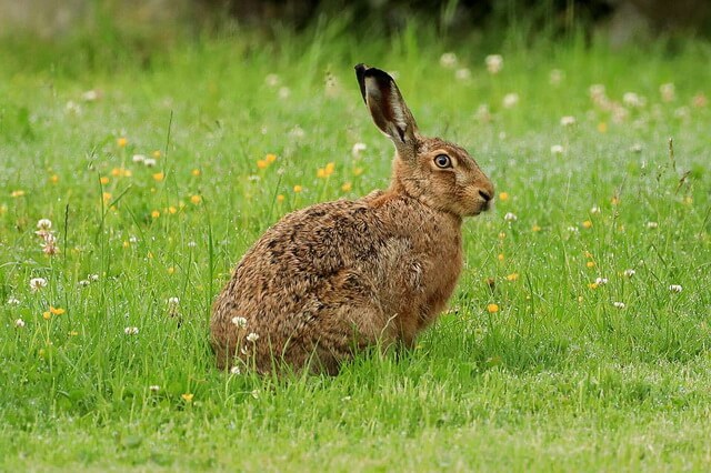 Виды зайцев - фото, названия, описание
