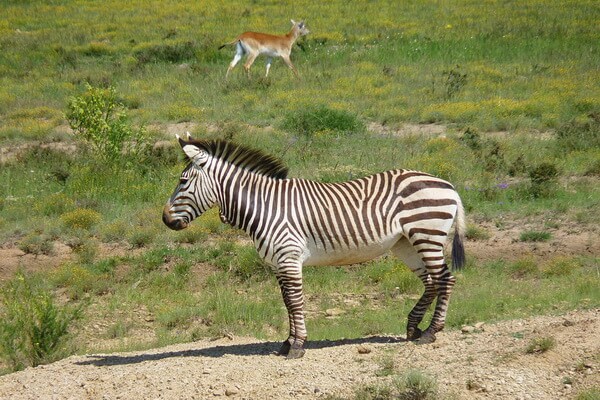 Виды зебр с фото и описанием - Горная зебра