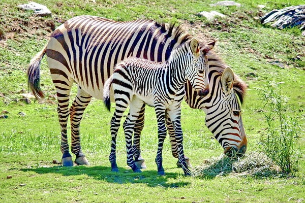 Виды зебр с фото и описанием - Горная зебра Хартмана