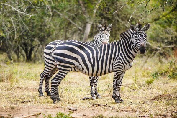 Виды зебр с фото и описанием - Бурчеллова или саванная зебра