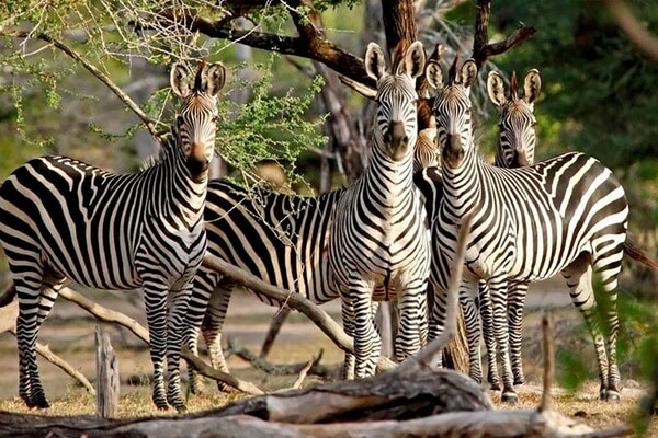 Виды зебр с фото и описанием - Селусская зебра 