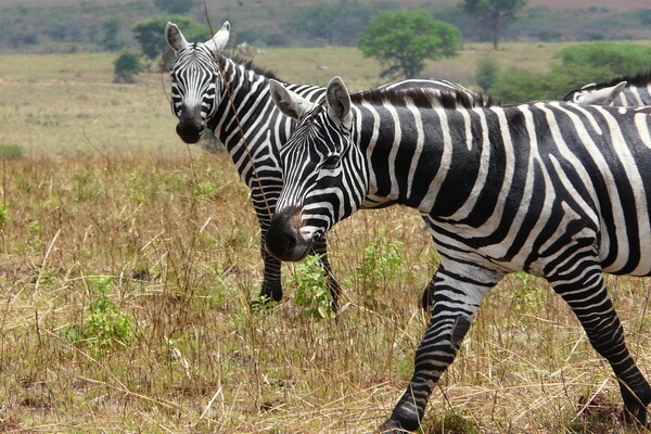 Виды зебр с фото и описанием - Безгривая зебра