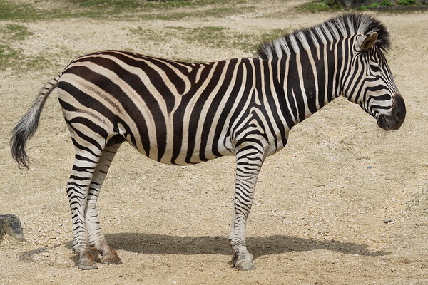 Виды зебр с фото и описанием - Зебра Чапмана