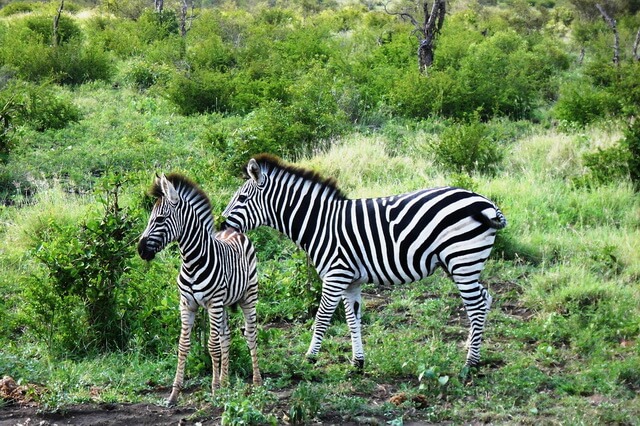 Виды зебр - фото, названия, описание