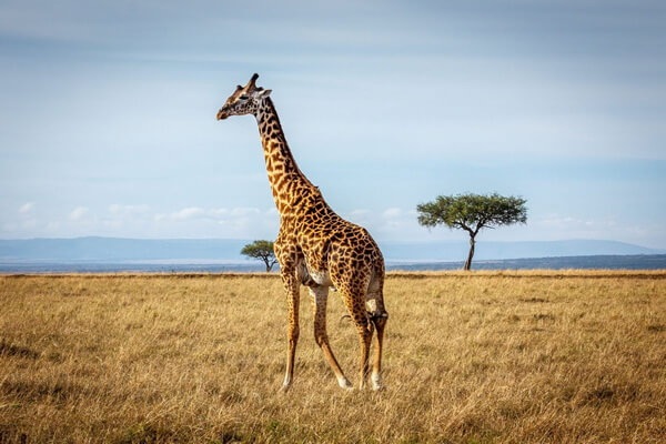 Виды жирафов с фото и описанием - Кордофанский жираф