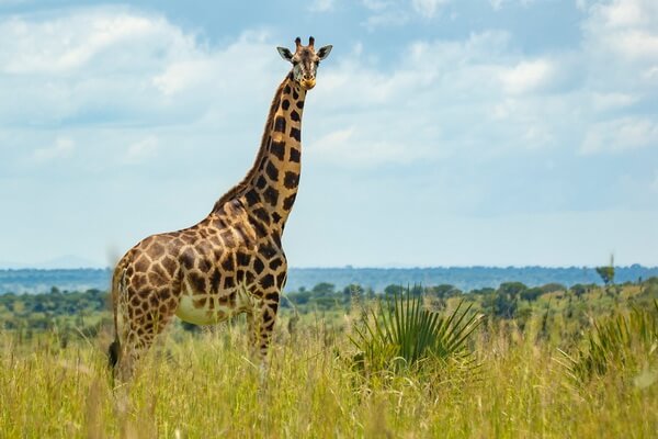 Виды жирафов с фото и описанием - Нубийский жираф