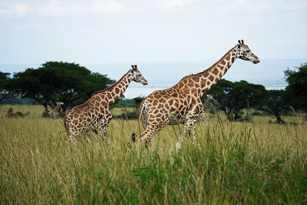 Виды жирафов с фото и описанием - Жираф Ротшильда