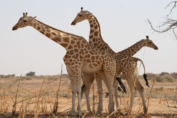 Виды жирафов с фото и описанием - Западноафриканский жираф