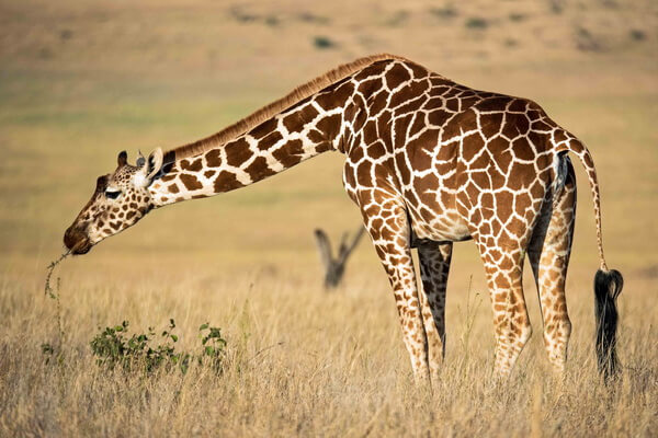 Виды жирафов с фото и описанием - Сетчатый жираф