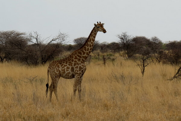 Виды жирафов с фото и описанием - Ангольский или намибийский жираф