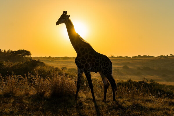 Виды жирафов с фото и описанием - Южноафриканский или Кейп-жираф
