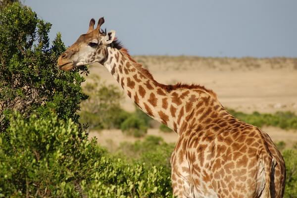 Виды жирафов с фото и описанием - Масайский жираф