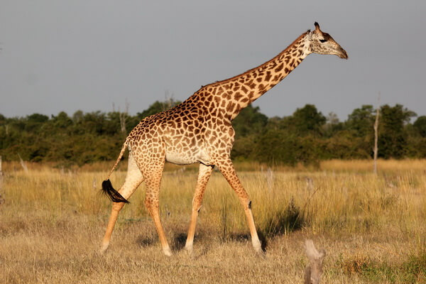 Виды жирафов с фото и описанием - Родезийский жираф или жираф Торникрофта